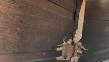 Residential Wildlife Control for Topper's Wildlife Removal in Garland, TX