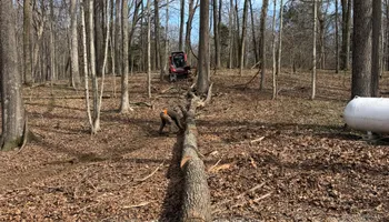Tree Removal for Kadin’s Tree Service in North Vernon, IN
