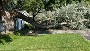 Tree Removal for Allstate Tree Service and Crane in Minneapolis, MN