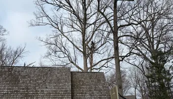 Tree Removal for Village Tree Service  in Whitestown, IN