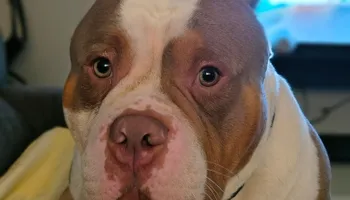 Interior Painting for Vivid Hues Custom Painting in Nashville, TN