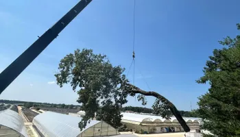 Tree Removal for Hingewood Tree Service in Salem, NJ