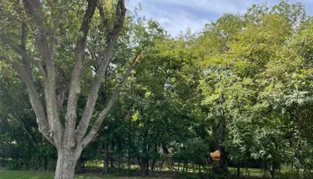 Tree Removal for Z’s Trees LLC in Grey Forest, TX