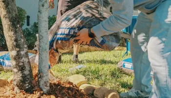 Landscape Lighting for Pro Designs Landscaping in Jacksonville, FL