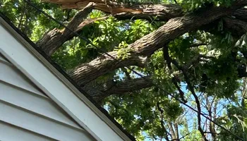 Tree Removal for Allstate Tree Service and Crane in Spring Lake Park, MN