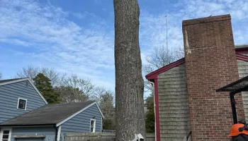 Tree Removal for Robery's Tree Service in West Wareham, MA