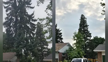 Tree Removal for Family Tree & Landscape LLC in Aurora, CO