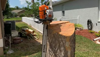 Tree Removal for Ryker's Tree Service in Dunedin, FL
