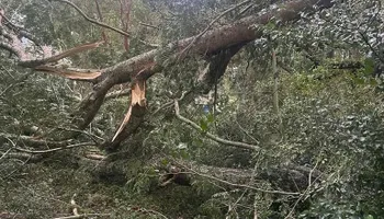 Tree Pruning and Trimming for All Around Guys Tree Service in Ocala, FL
