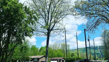 Tree Removal for Revival Tree Management in Chattanooga, TN