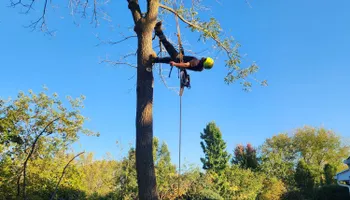 Tree Removal for Canopy Tree Service in Kenosha, WI