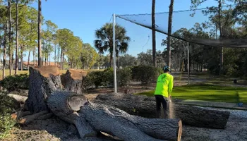 Tree Removal for Ryker's Tree Service in Dunedin, FL