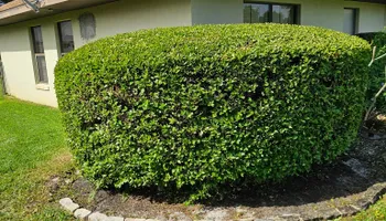 Lawn Care & Maintenance for Above the Lawn Cuts in Sebring, FL