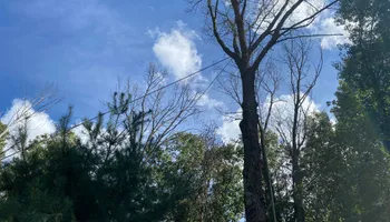 Tree Removal for Highborn Tree Service in Wheatfield, IN