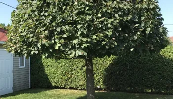 Tree Removal for Freedom Tree Pros in Melbourne, FL
