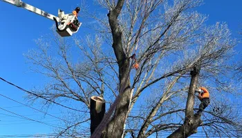 Tree Removal for Cross Family Tree Service in Kearney, MO