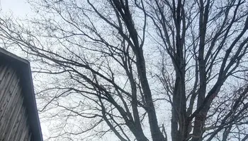 Tree Removal for Fowler's Tree Service LLC. in New Albany, PA