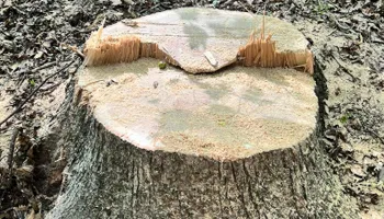 Tree Removal for Kadin’s Tree Service in North Vernon, IN