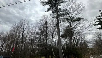 Tree Removal for Leaf and Limb in Townsend, MA