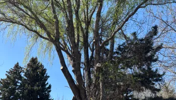 Tree Removal for Ascension Tree Care LLC in Yakima County, WA