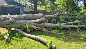 Tree Removal for Rush Tree Specialist in Knoxville, TN