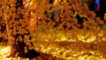 Lawn Mowing and Maintenance for Chief Lawn Care in Lee's Summit, MO