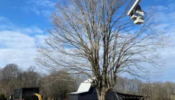 Tree Removal for Lance Tree Service in Tellico Plains ,  TN