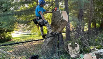 Tree Removal for Tree ReLeaf in Manalapan, NJ