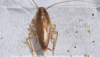 Bed Bug Heating Service for Platinum Pest Control in Spring Hill, FL