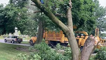 Tree Removal for Village Tree Service  in Whitestown, IN