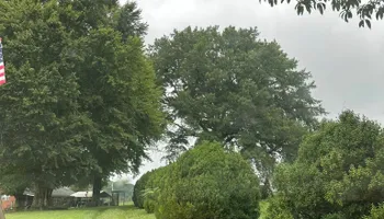 Tree Removal for Lance Tree Service in Tellico Plains ,  TN