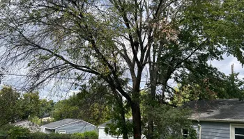 Tree Removal for Allstate Tree Service and Crane in Minneapolis, MN
