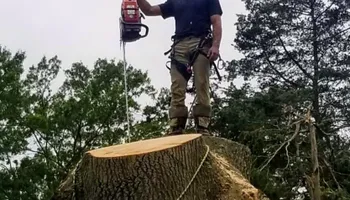 Tree Removal for Hingewood Tree Service in Salem, NJ