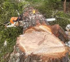 Tree Removal for All Tree Property Services in Charlotte, NC