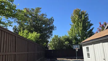 Tree Removal for Sammy's Tree Services in Sacramento, CA
