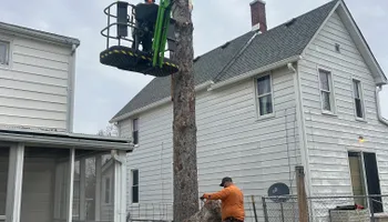 Tree Removal for Fransen's Tree Service  in Freeport, IL