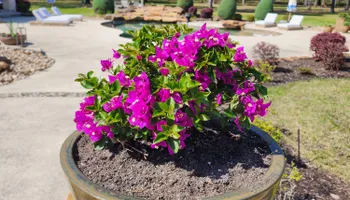 Mowing for Bruno's Professional Lawn's & Landscape in Beaumont, TX