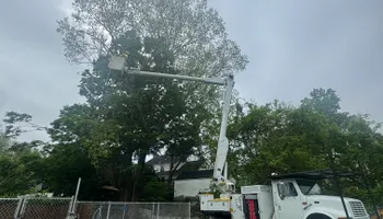 Tree Services for Hennessey Tree & Landscape LLC in Oxford,  CT 