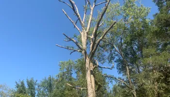 Tree Removal for Optimum Tree Service And Landscaping in Bowling Green, KY