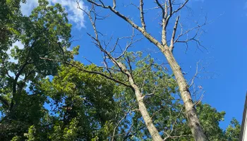 Tree Removal for Highborn Tree Service in Wheatfield, IN