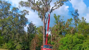 Tree Removal for Asbell's Tree & Land Services in Gilchrist County, FL
