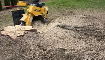 Tree Removal for Licensed to Cut Tree Service in Athens, PA