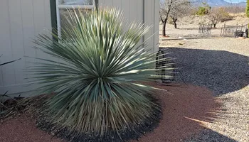 Tree Removal for A to Z Grounds Keeping in Sierra Vista, AZ