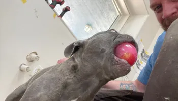 Plumbing Remodels for Mr. Pipe Dreams LLC in Colorado Springs, CO