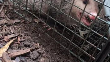 Residential Wildlife Control for Topper's Wildlife Removal in Garland, TX