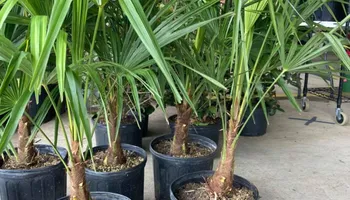 Plant Sales for S&R Landscaping and Nursery in Charlotte, NC