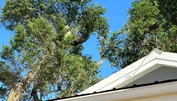 Tree Removal for Graham’s Tree Services in Pierce, CO