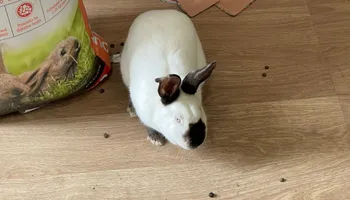 Plumbing Remodels for Mr. Pipe Dreams LLC in Colorado Springs, CO