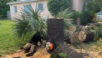 Tree Trimming for Sam's Tree Service in Miami Beach,  FL