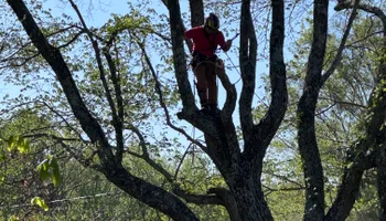 Tree Removal for Hickory Ridge Tree Service in Roxboro, NC